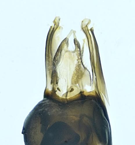 Medetera sp.